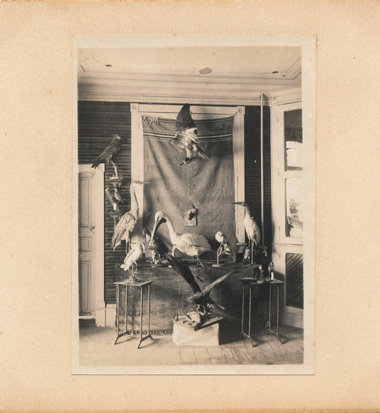 photographie taxidermie oiseaux empaillés vintage argentique vers 1900-1910