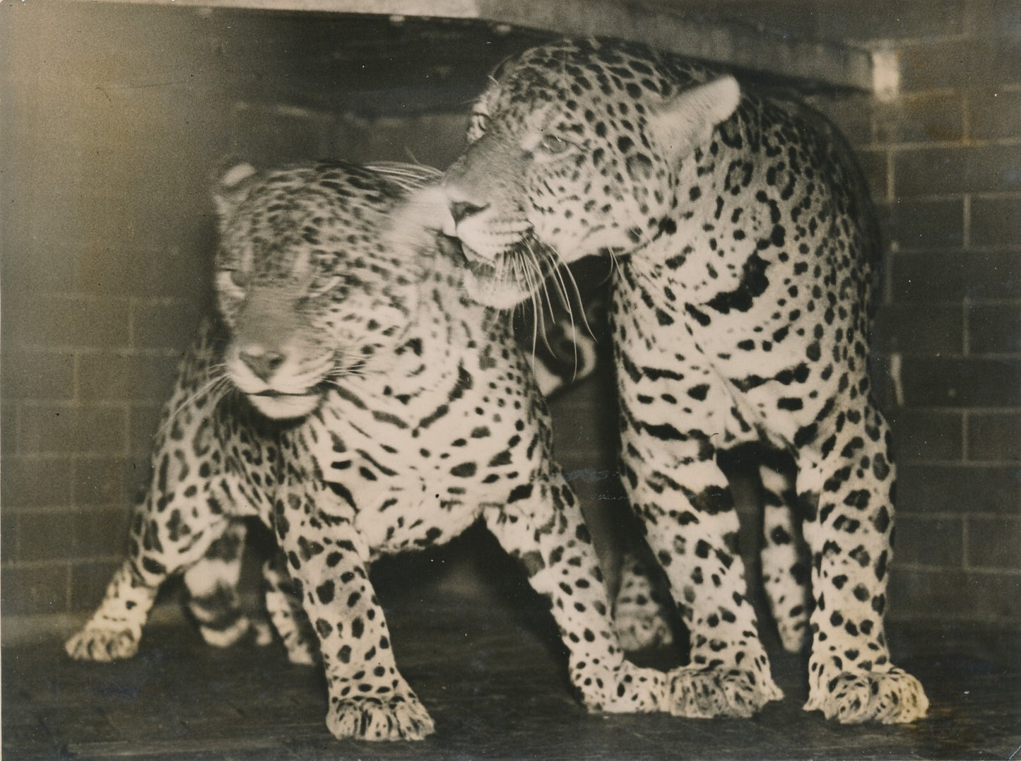 Les deux jaguars photo photographie époque Londres 1937