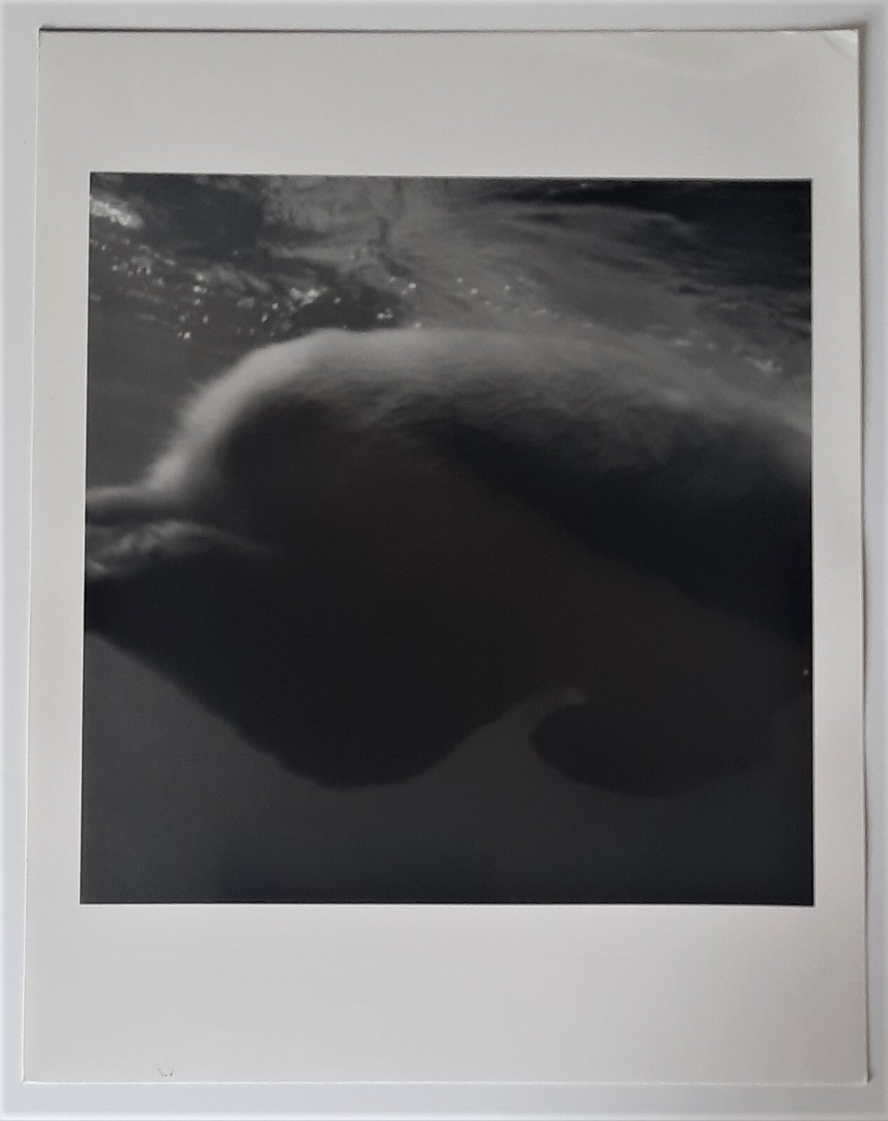 Philippe REVERDOT photo photographie animal argentique cachet au dos