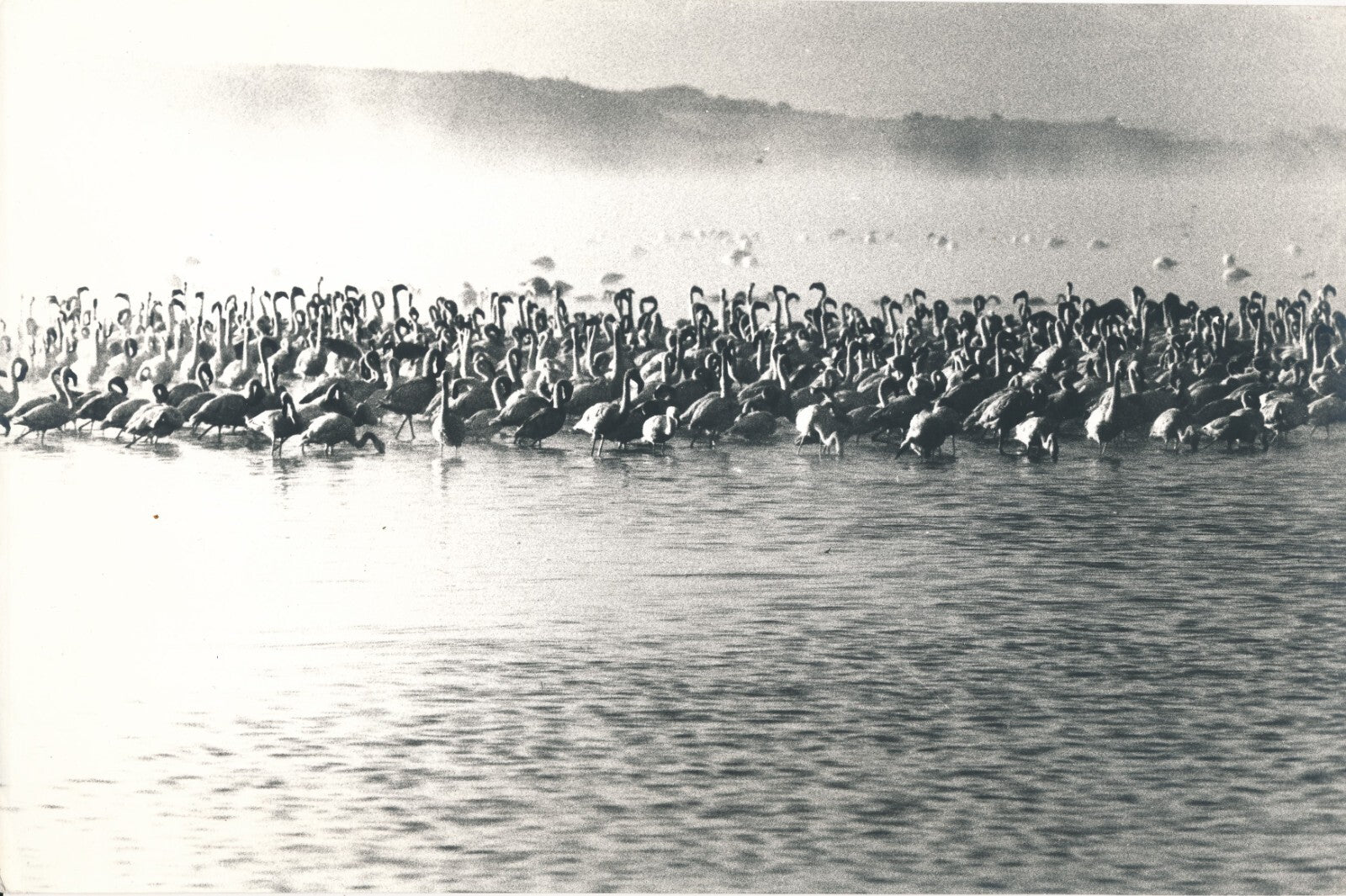 Kenya lac Nakuru flamants roses photo photographie v. 1960-70 C. Lozouet