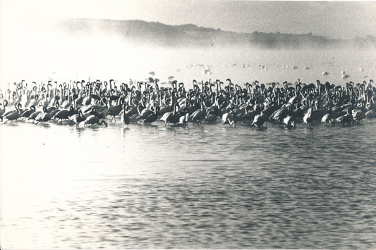 Kenya lac Nakuru flamants roses photo photographie v. 1960-70 C. Lozouet