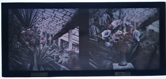 1 autochrome fleurs deux vues  photo photographie