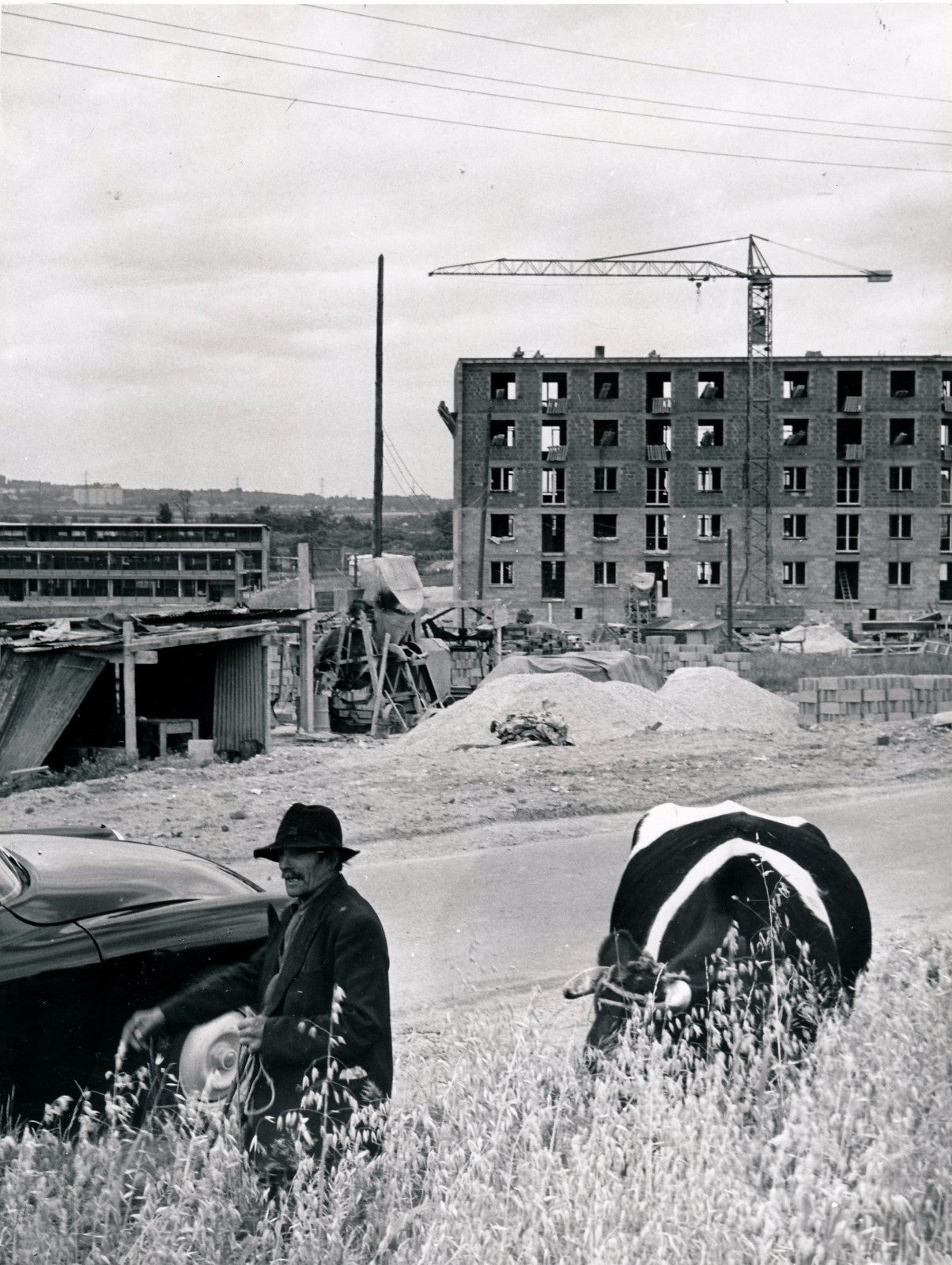 Photographie périphérie urbaine urbanisme nouvelle ville vache champ agriculture