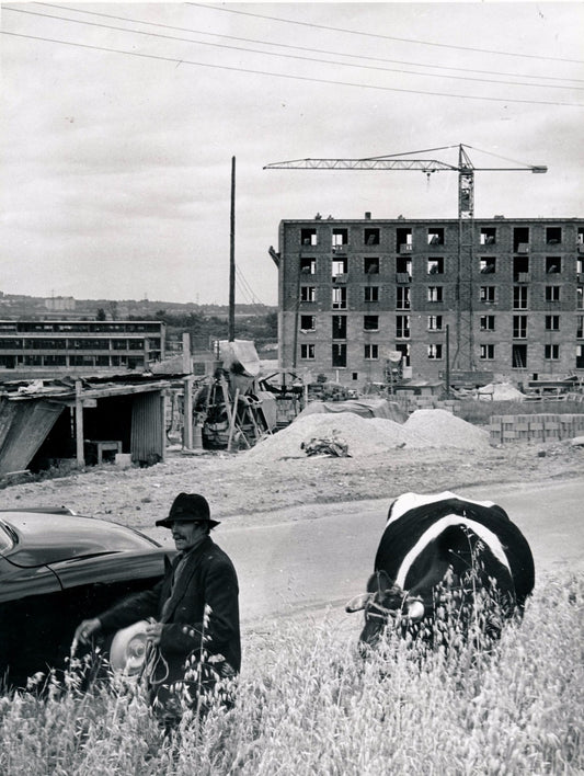 Photographie périphérie urbaine urbanisme nouvelle ville vache champ agriculture