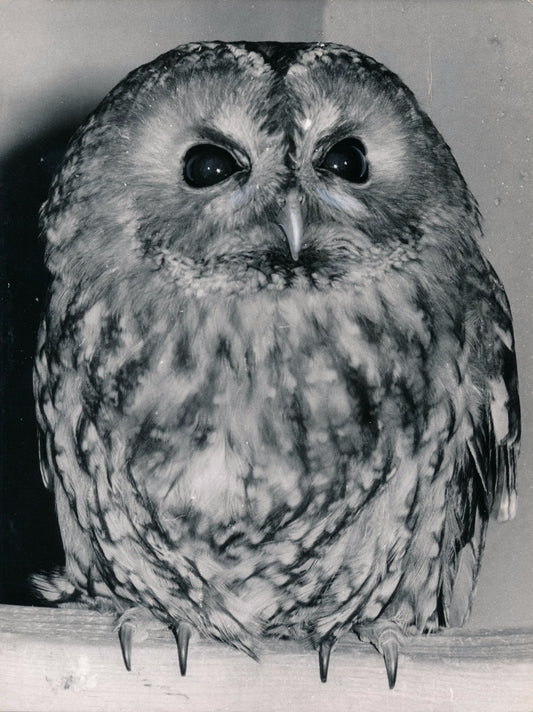 Photographie Chouette hulotte tirage argentique époque 1969 photo presse oiseau