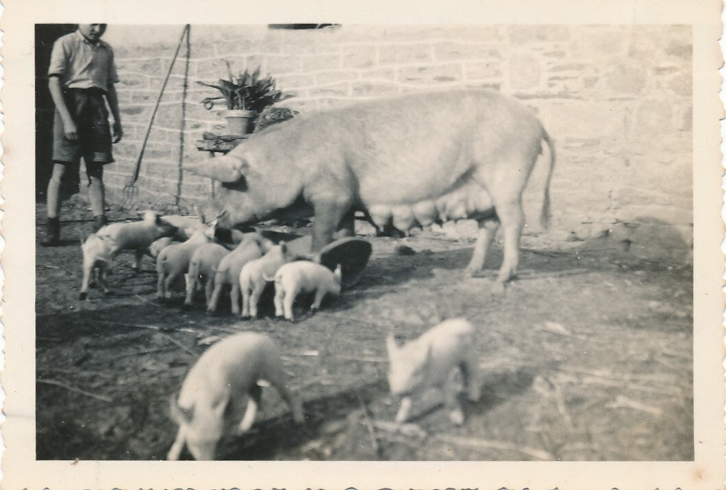 Truie avec porcelets Les Champs-Géraux Côte d’Armpor 1948 snapshot photo