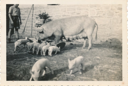 Truie avec porcelets Les Champs-Géraux Côte d’Armpor 1948 snapshot photo