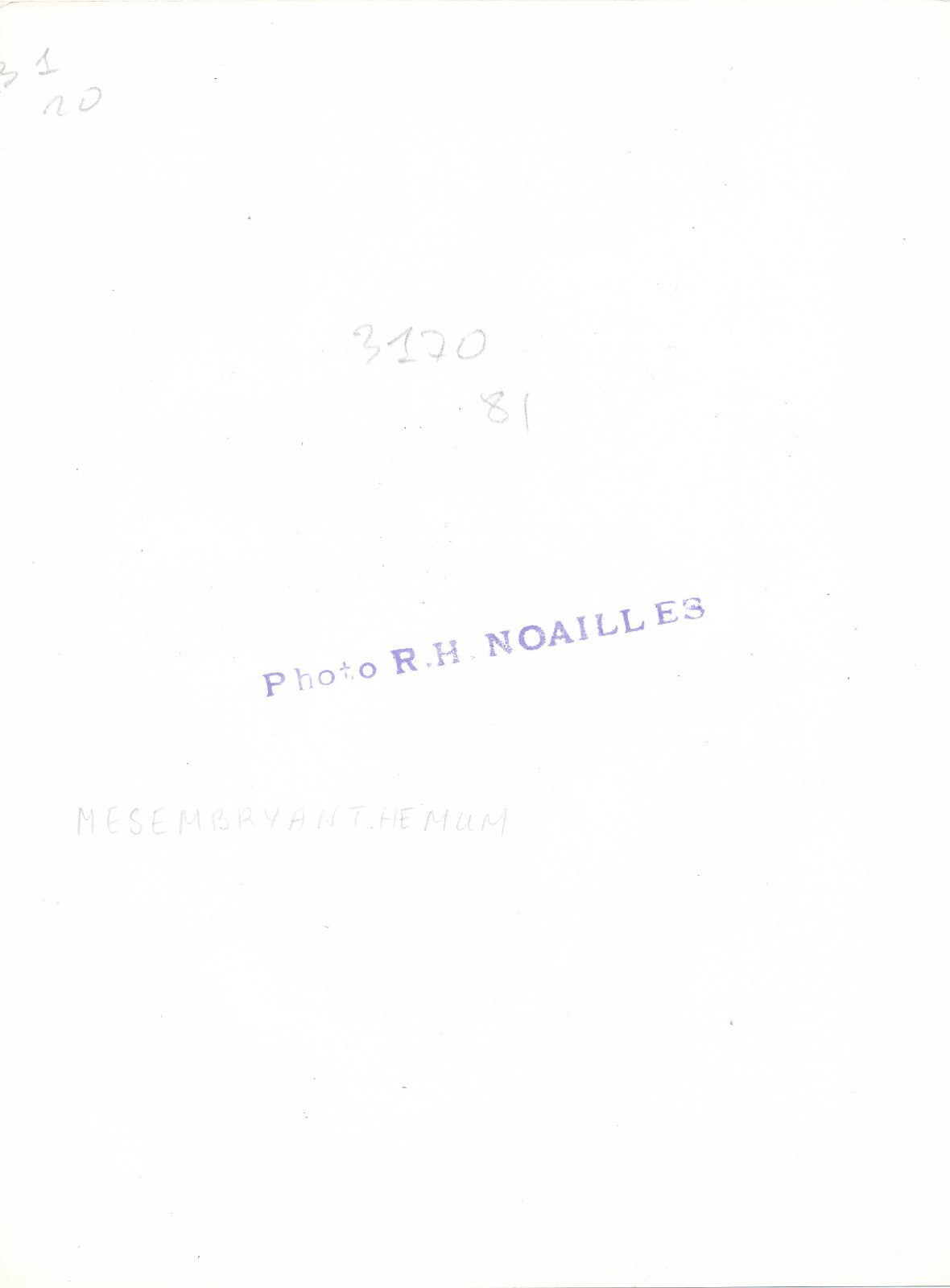 Fleur plante hibiscus macro photo photographie Noailles