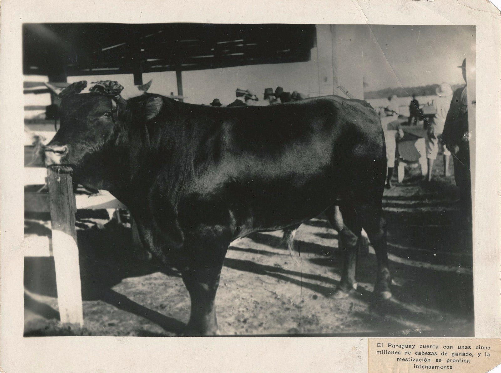 Taureau du Paraguay agriculture tirage argentique d'époque v. 1930-1940 photo