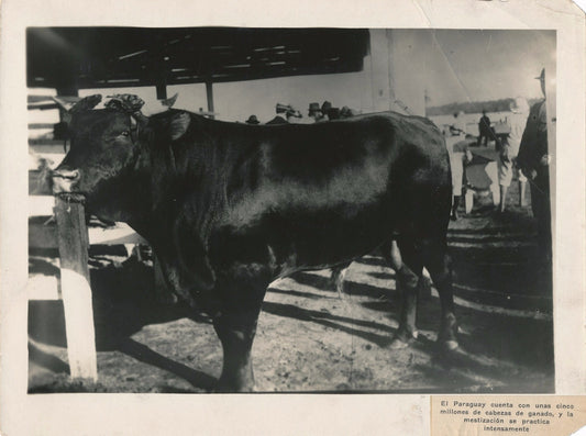 Taureau du Paraguay agriculture tirage argentique d'époque v. 1930-1940 photo