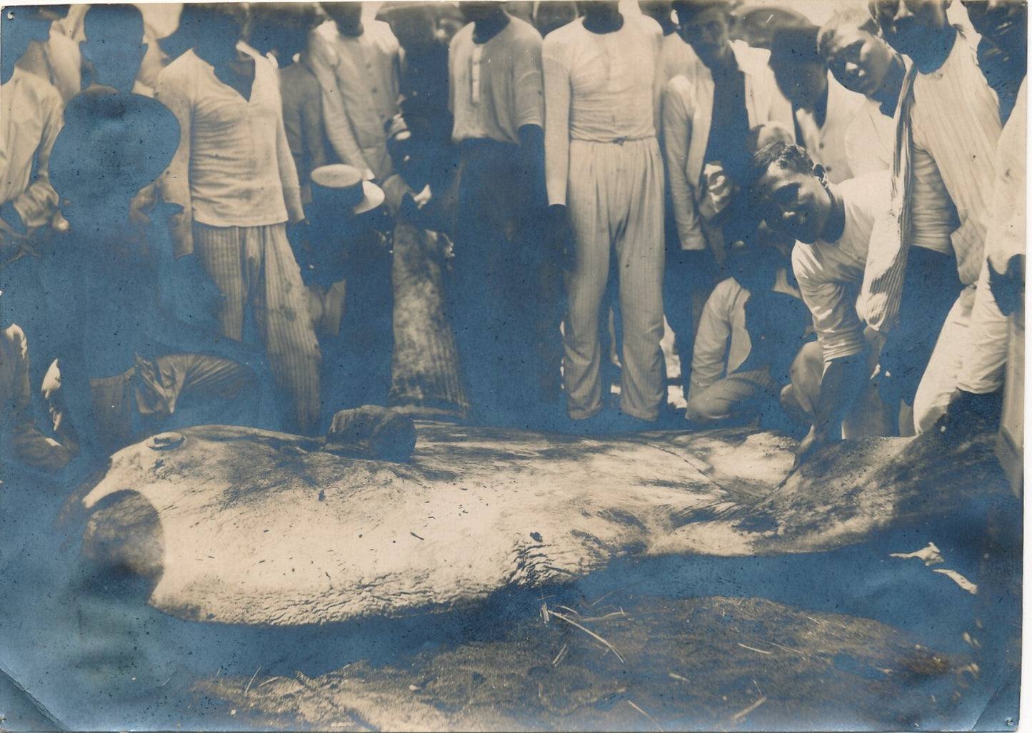 pêche poisson lune géant Indonésie 1922 2 tirages argentique époque
