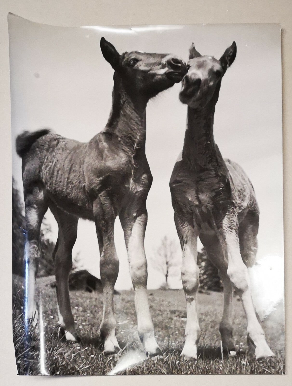 Les poulains animaux photo photographie fumée vers 1950