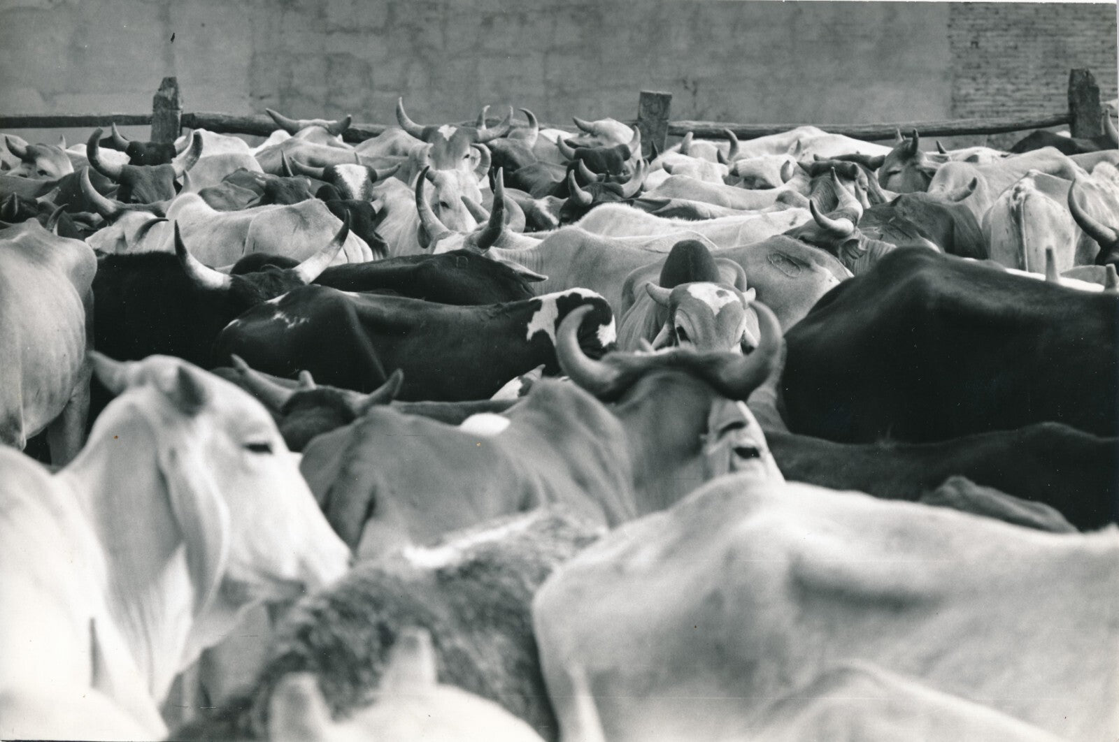 boeufs Bolivie Santa Cruz abattoir vers 1960 photo photographie Lozouet