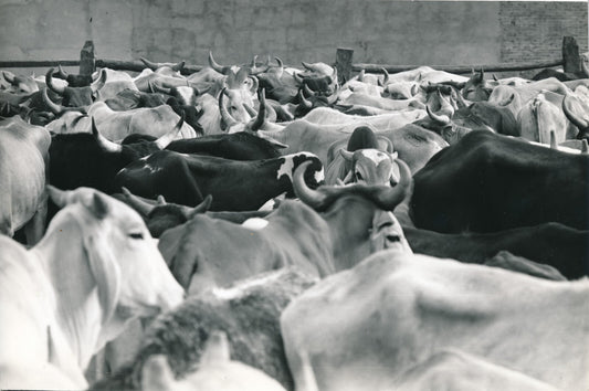 boeufs Bolivie Santa Cruz abattoir vers 1960 photo photographie Lozouet