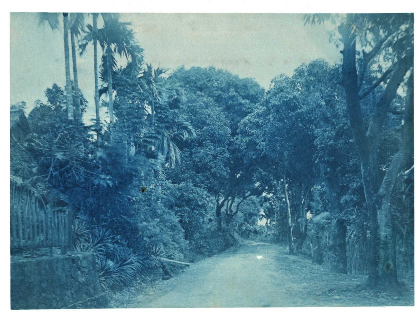 Paysage, Afrique, Asie ? cyanotype années 1920 paysage nature photo photographie