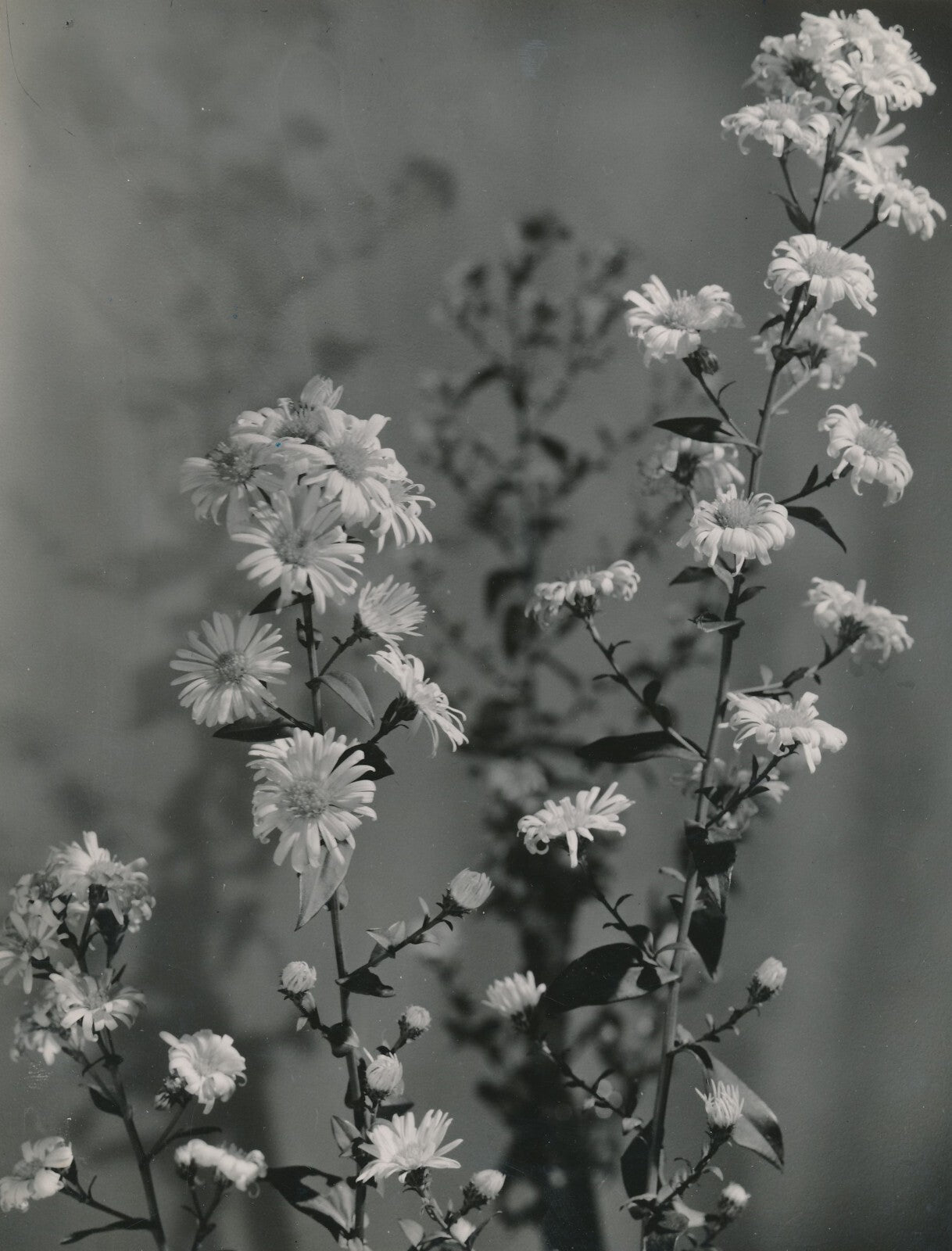 fleur Printemps par Geza VANDOR photo photoghraphie époque fleurs