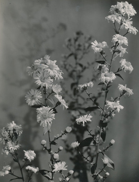 fleur Printemps par Geza VANDOR photo photoghraphie époque fleurs
