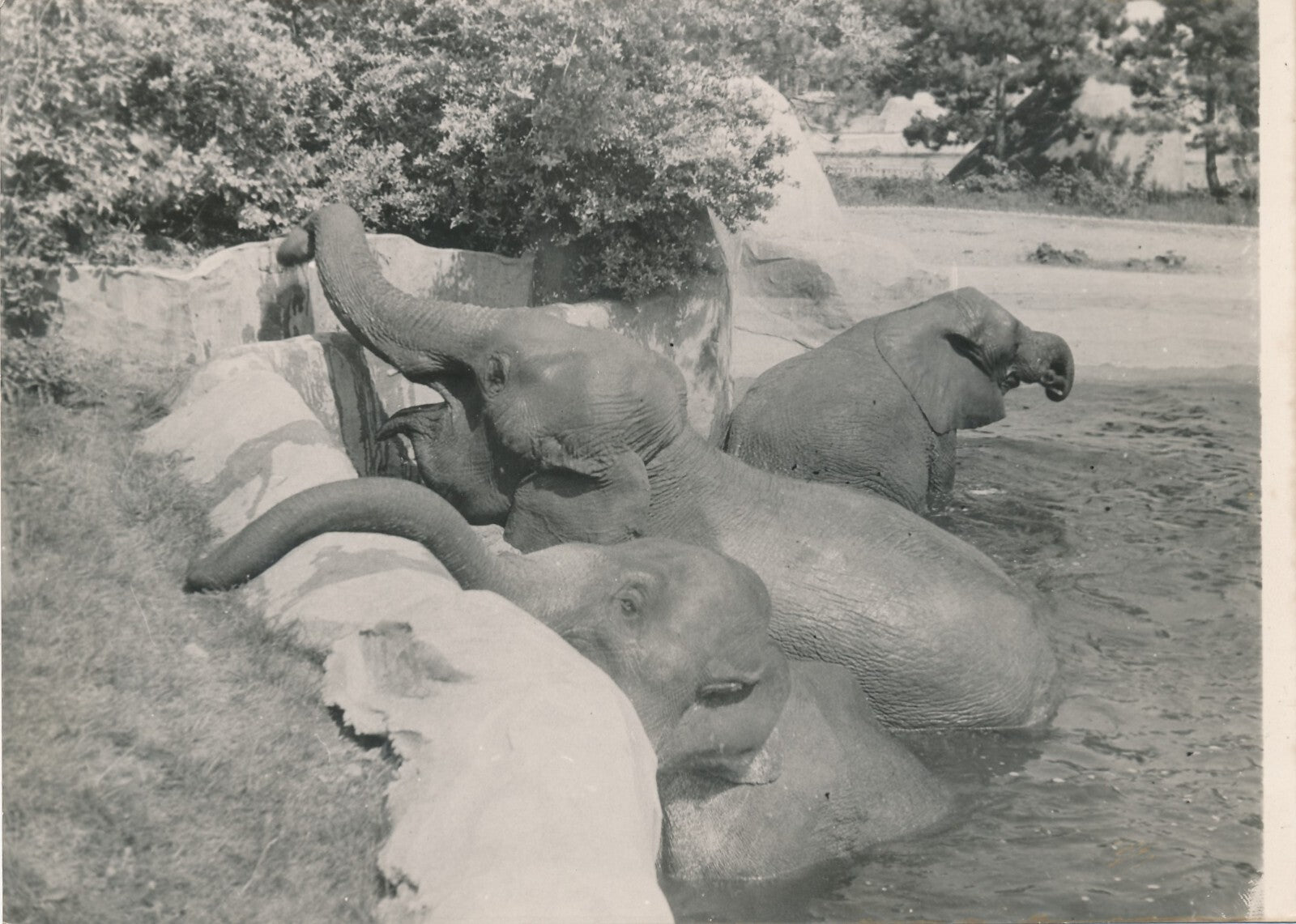2 photos éléphant zoo v. 1930 photo photographie époque