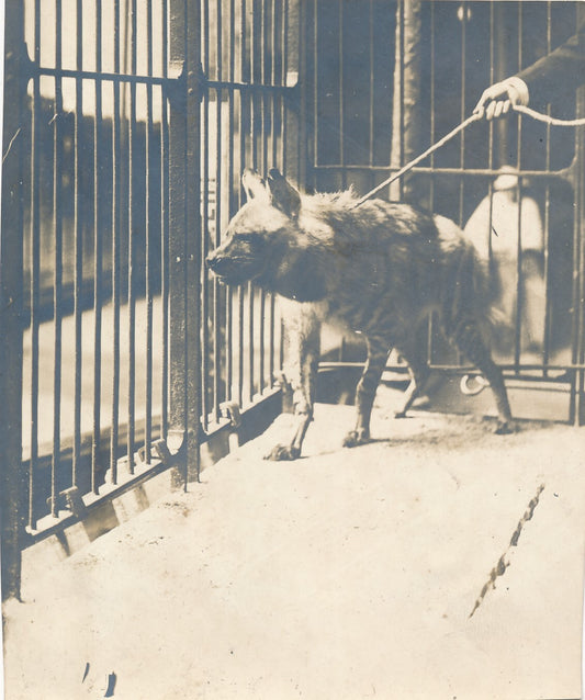 hyène vers 1910 3 photographies photo cage laisse époque vintage