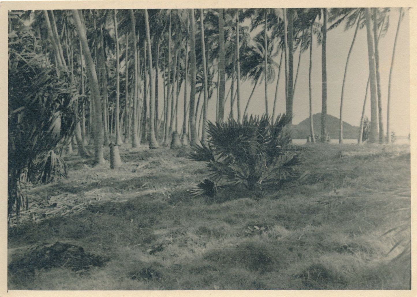 Laos ? Cambodge ? éléphants sculpture 4 photographies d’époque parc mer pêcheurs