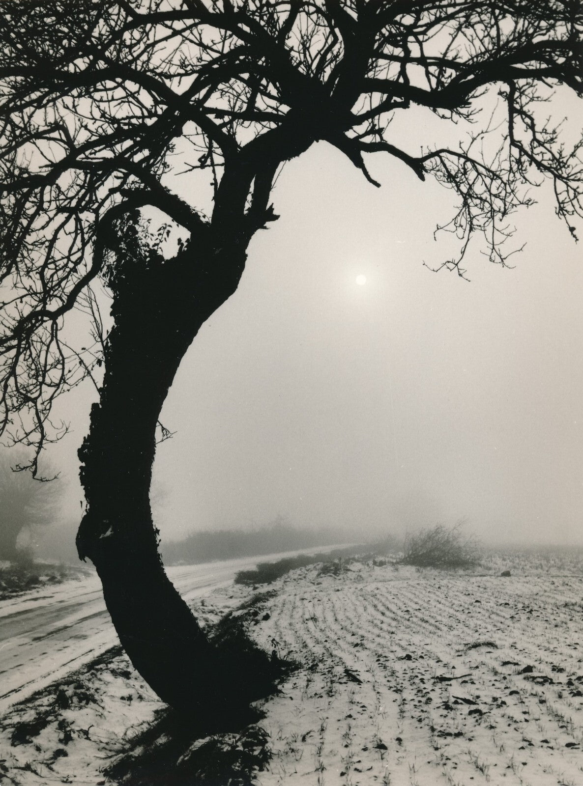 Paysage neige arbre photo photographie époque Vihiers Maine-et-Loire