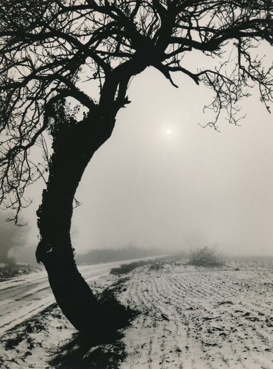 Paysage neige arbre photo photographie époque Vihiers Maine-et-Loire