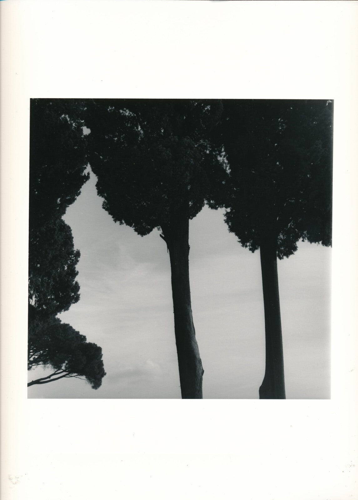 Arbres Philippe Reverdot photo photographie époque cachet au dos