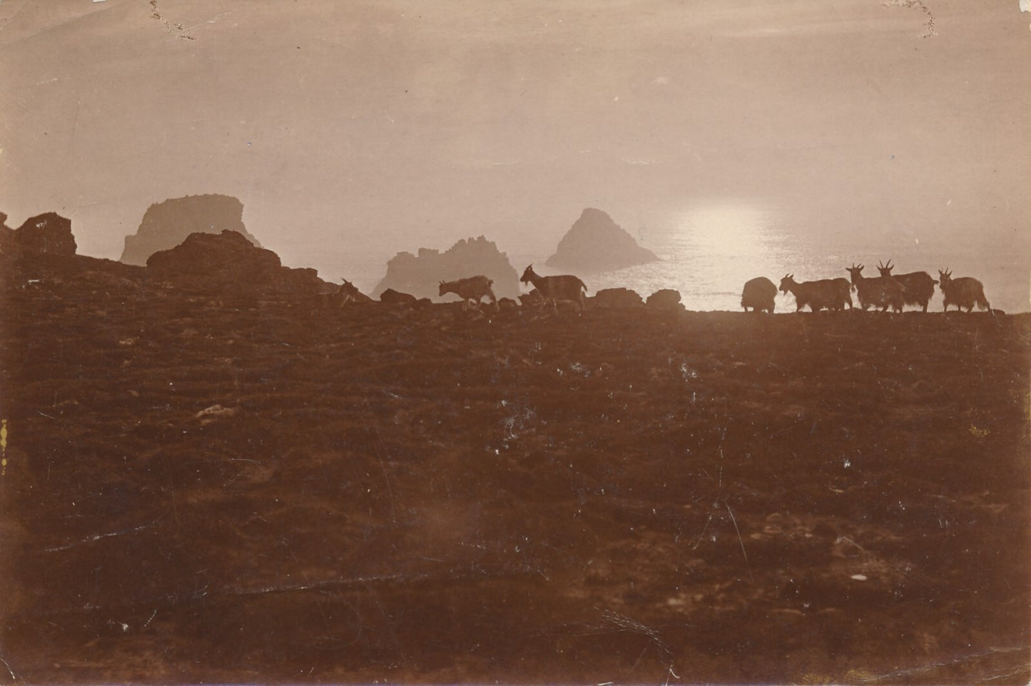 Paysage  chèvres 2 photos technique différente citrate argentique photographie