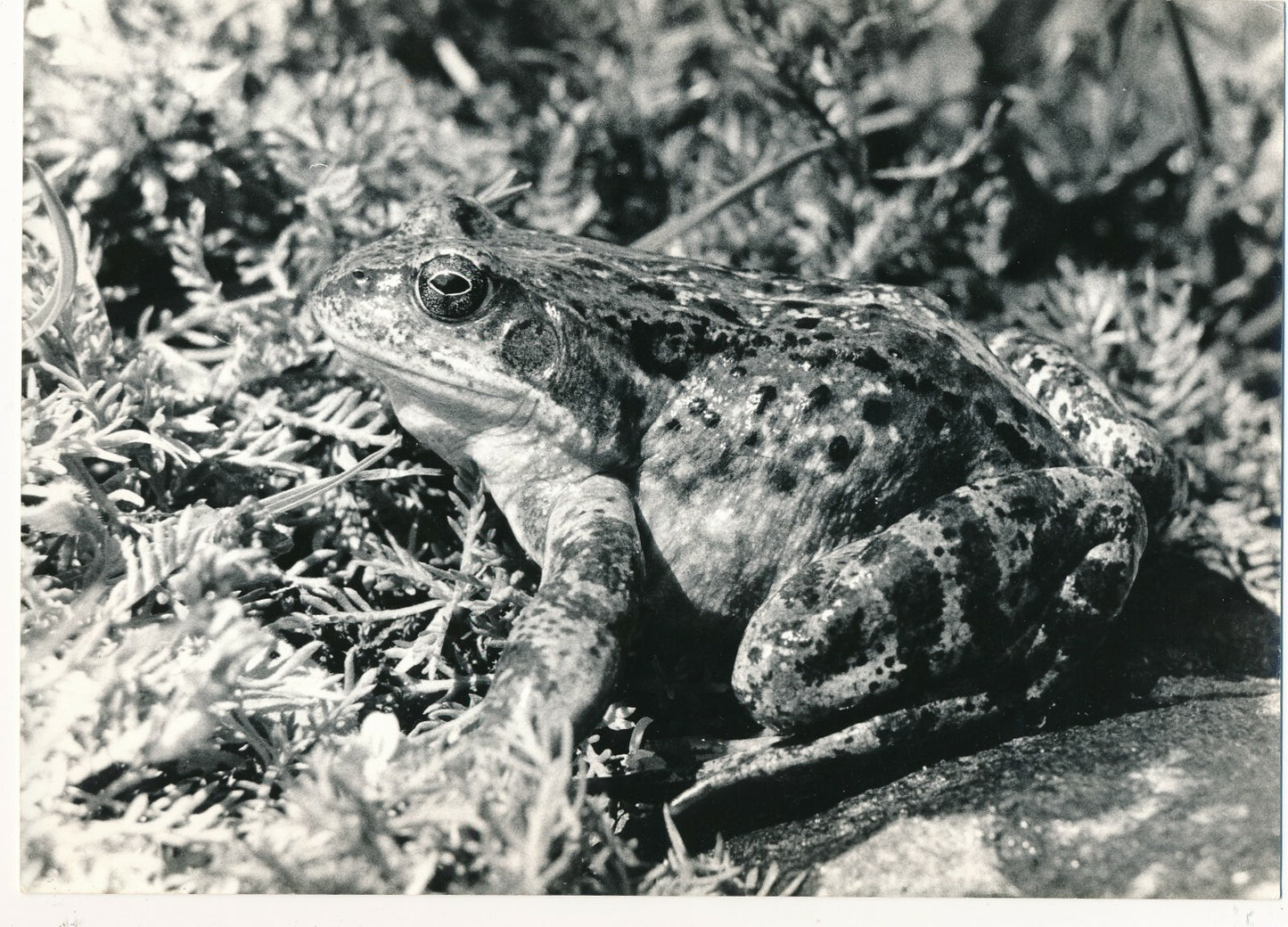 grenouille rousse tirage argentique époque photo photographie v. 1960