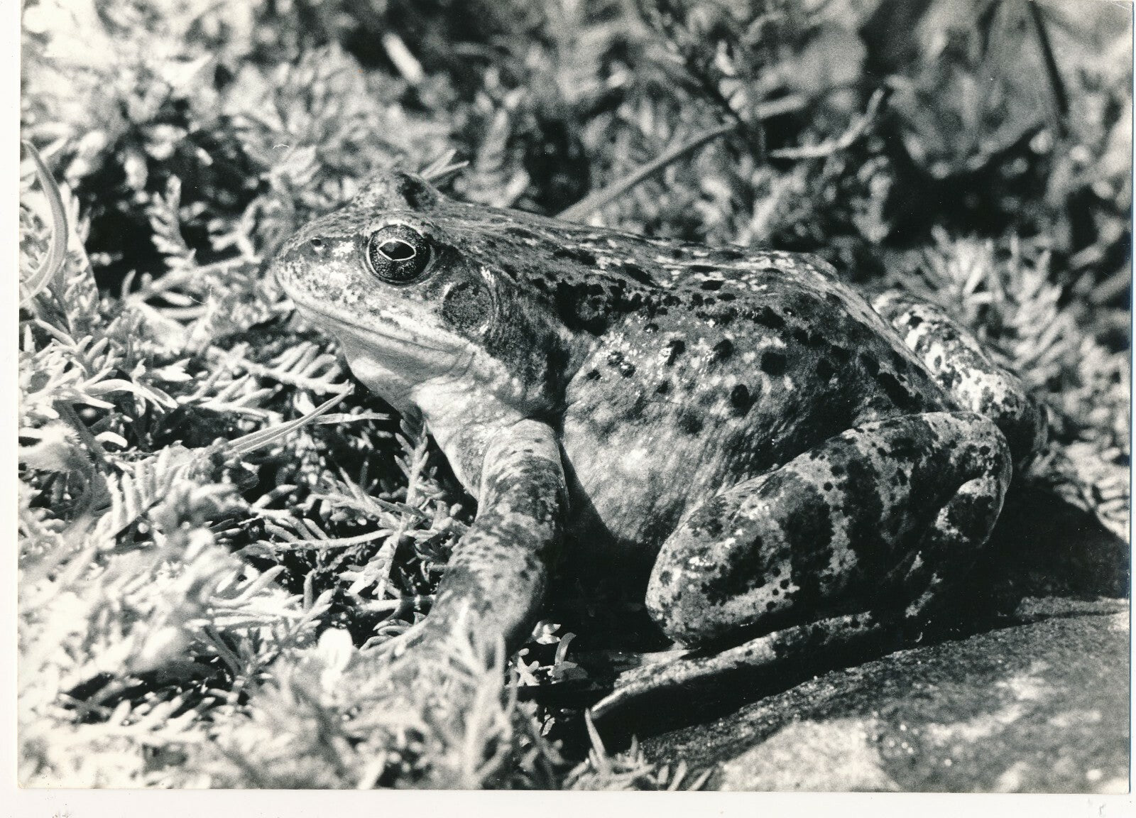 grenouille rousse tirage argentique époque photo photographie v. 1960