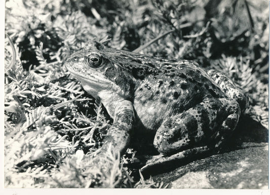 grenouille rousse tirage argentique époque photo photographie v. 1960