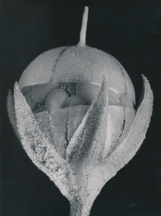 Plante Fleur Mouron rouge photo argentique photographie Robert-Henri NOAILLES