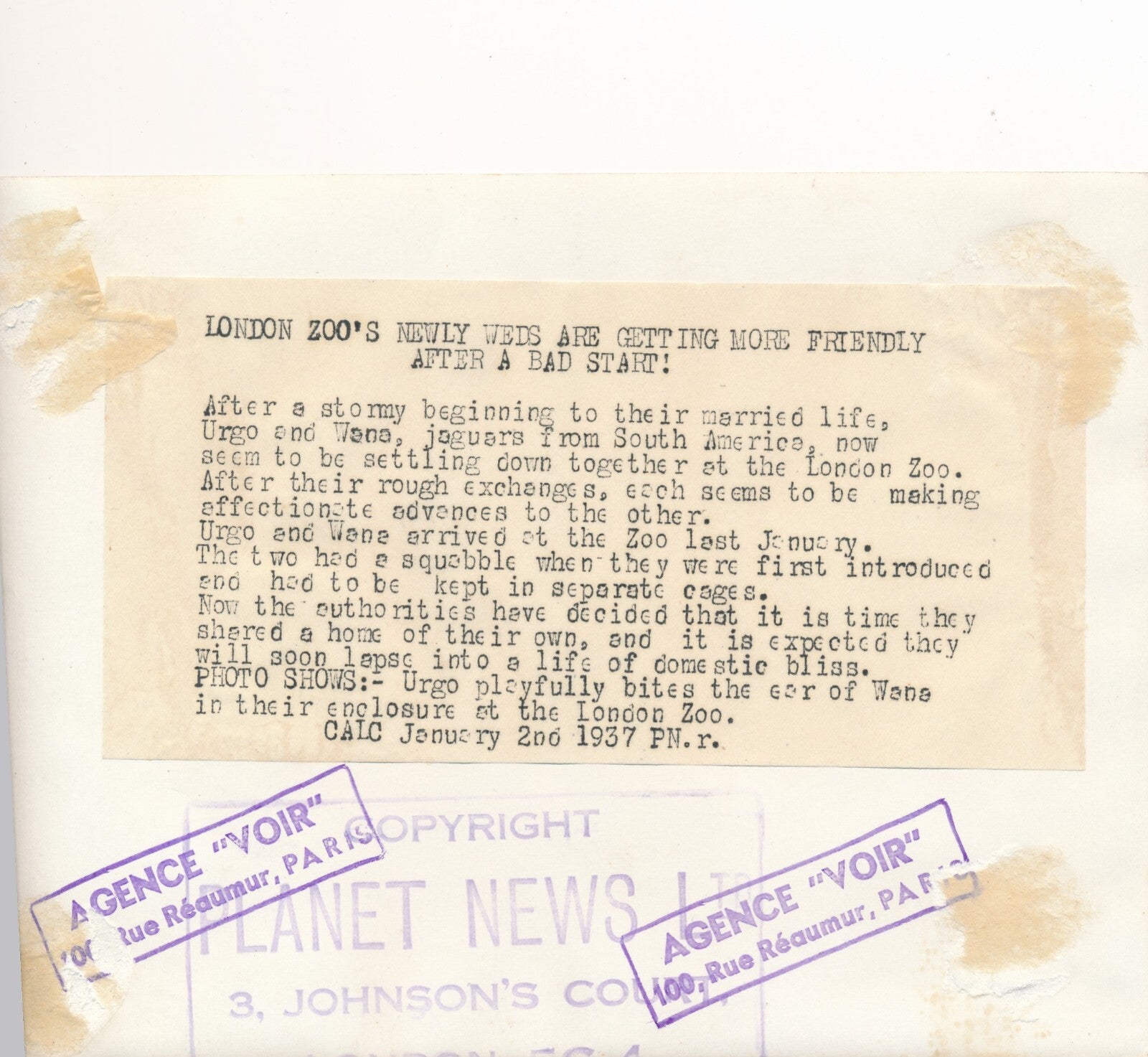 Les deux jaguars photo photographie époque Londres 1937