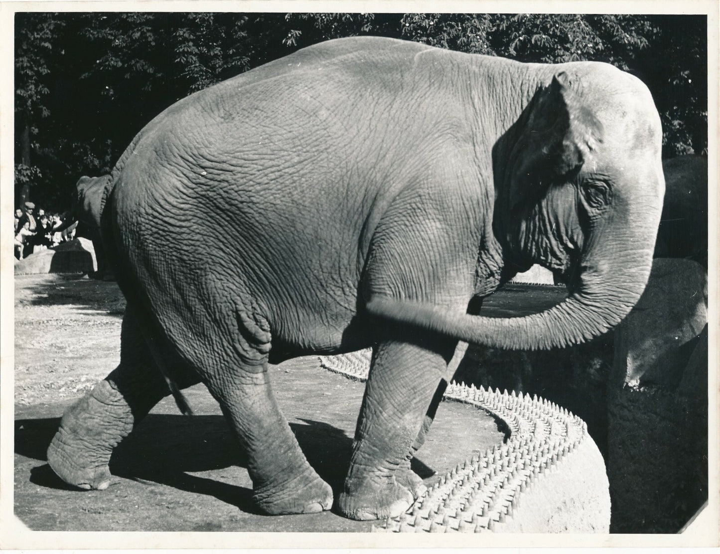 Eléphant photographie tirage argentique époque 1950