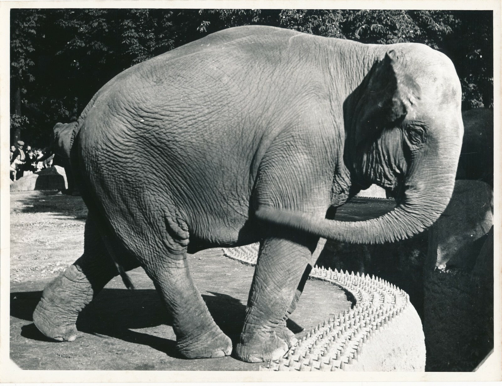 Eléphant photographie tirage argentique époque 1950
