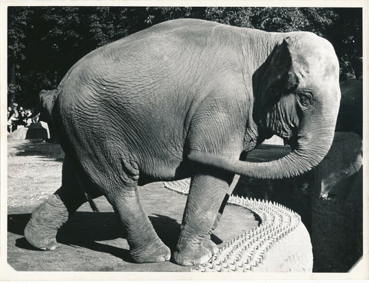 Eléphant photographie tirage argentique époque 1950