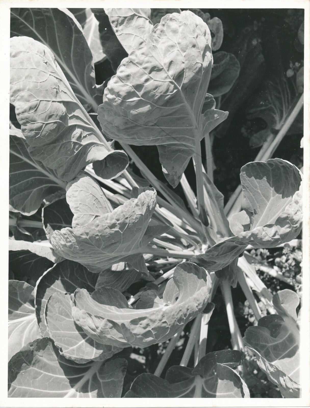 Étude de plante forme 2 photo photographie vintage vers 1950