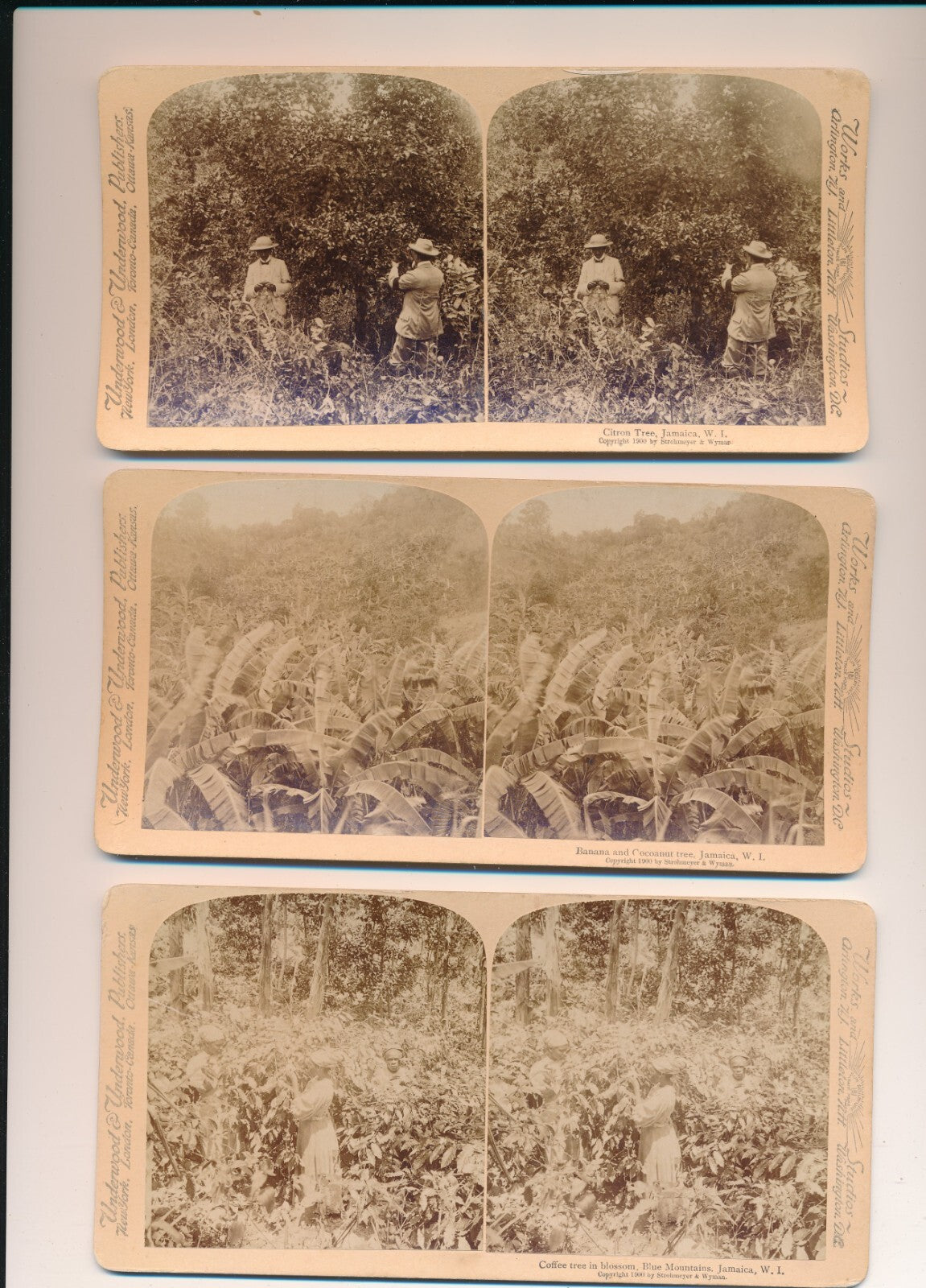Jamaïque 5 cartes stéréoscopiques agriculture stéréo photo photographie stereo