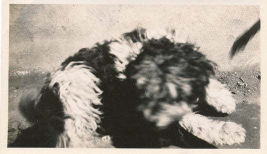 snapshot chien flou abstraction argentique amateur  Photo 