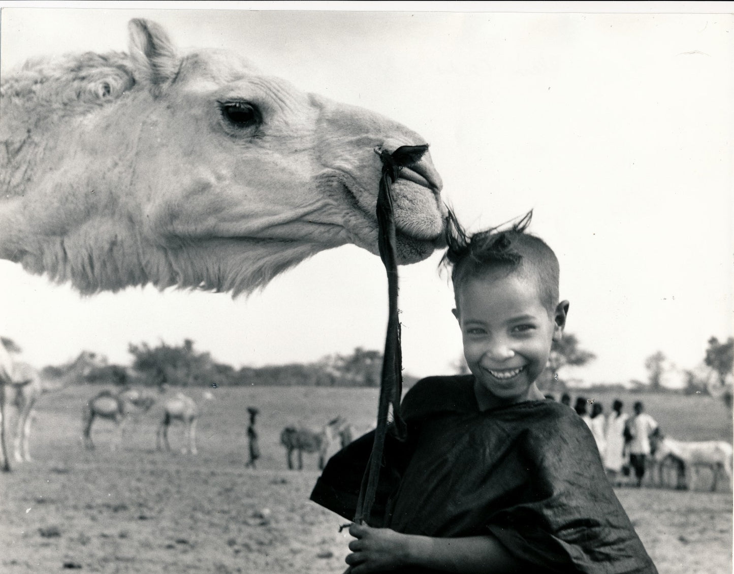 photo Maroc ? Afrique Nord enfant dromadaire tirage argentique époque vers 1960