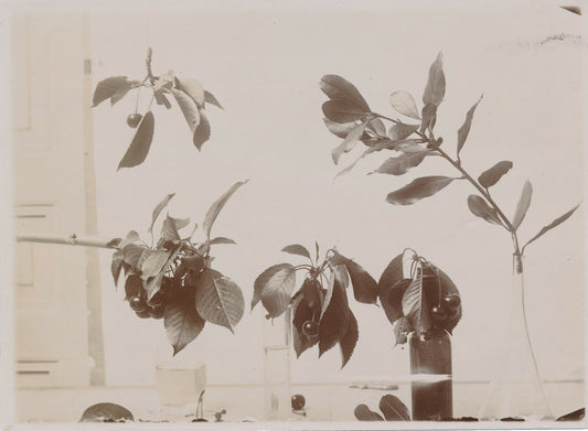 étude feuille fleurs peinture photographie aristotpype vers 1910 nature morte