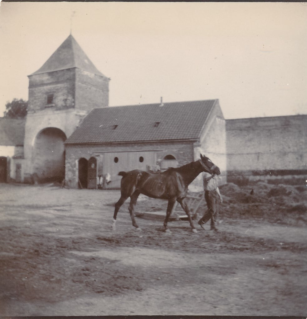 Cheval Auffay Seine Maritime haras box 10 photo photographies tirage citrate
