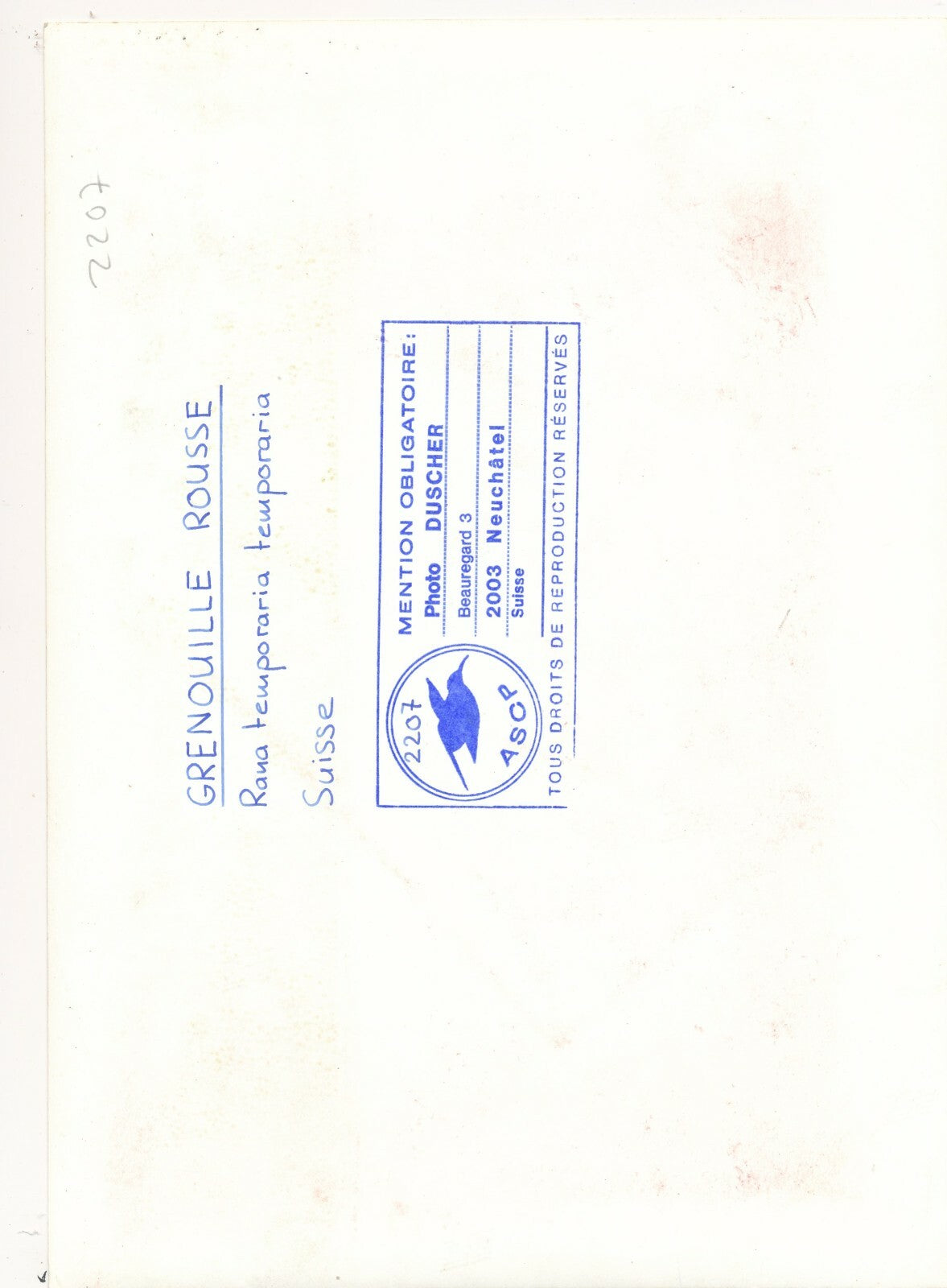 grenouille rousse tirage argentique époque photo photographie v. 1960