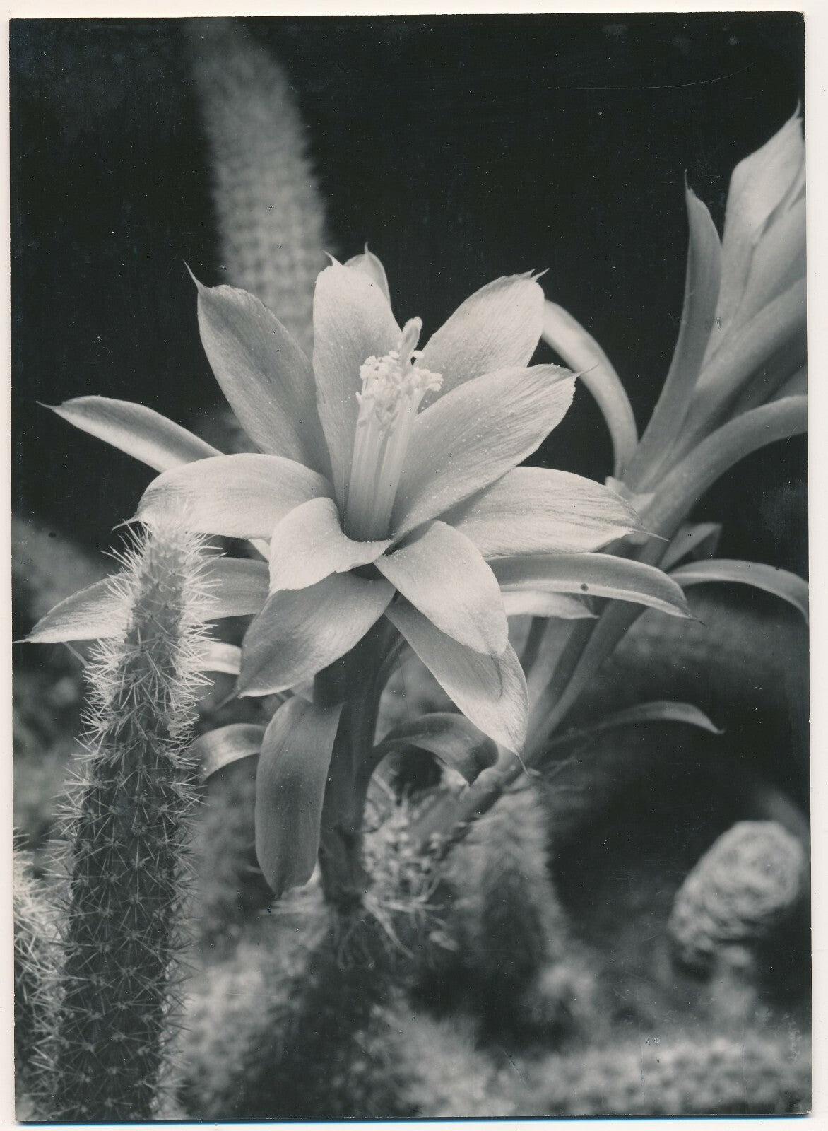 La fleur pistil pétale photo photographie v. 1950 photographe Georges Bracher