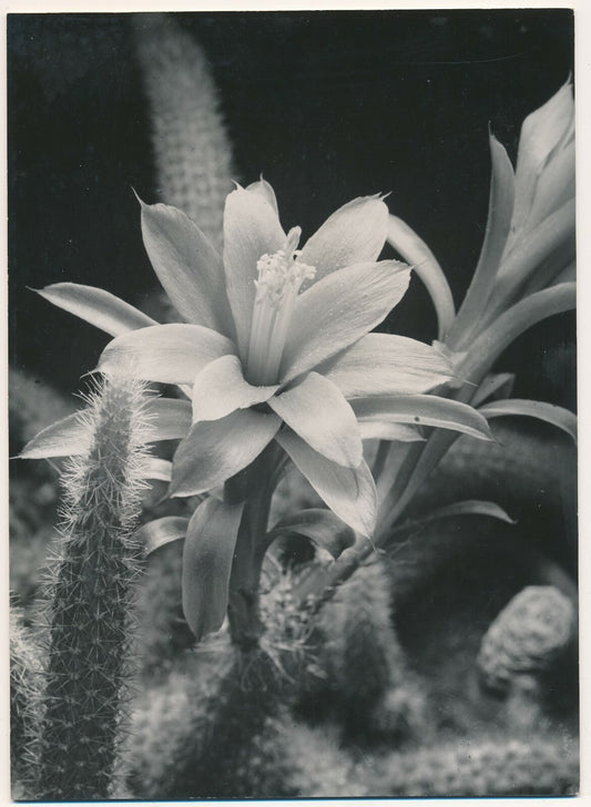 La fleur pistil pétale photo photographie v. 1950 photographe Georges Bracher