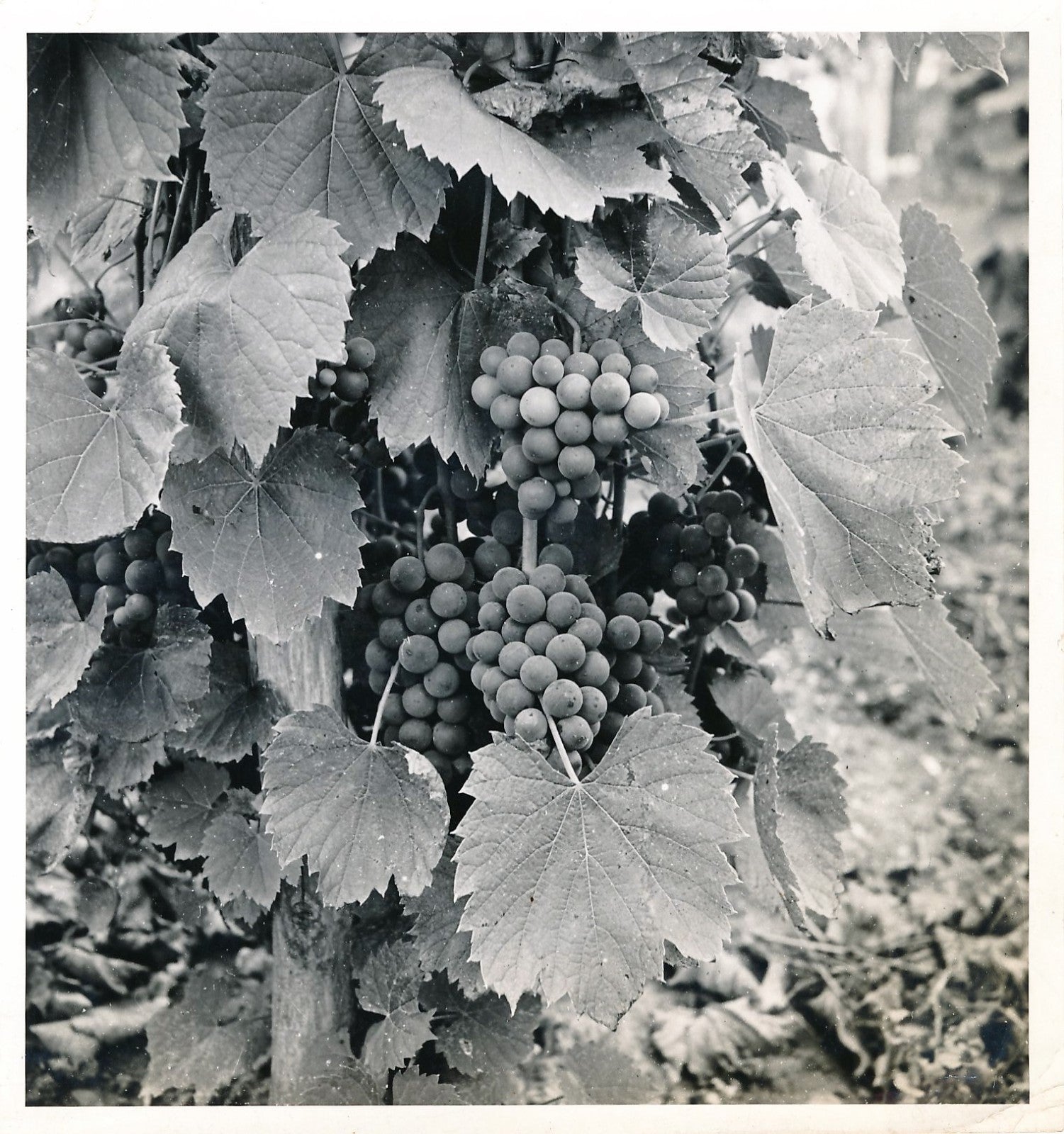 Photo grappe raisin Seeberger tirage argentique époque v. 1940
