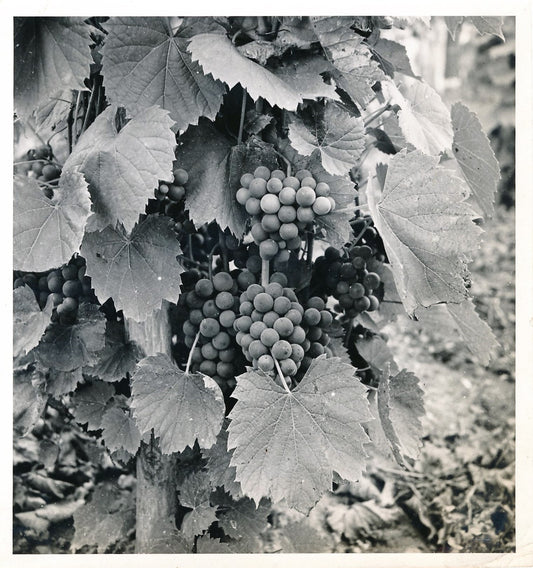 Photo grappe raisin Seeberger tirage argentique époque v. 1940