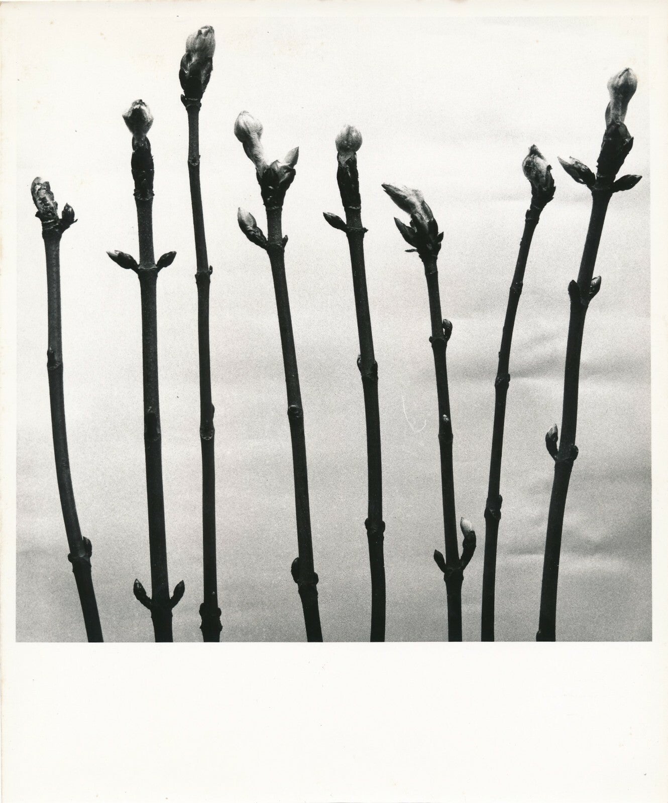 Bourgeons plante nature fleur photo photographie tirage argentique époque 1950