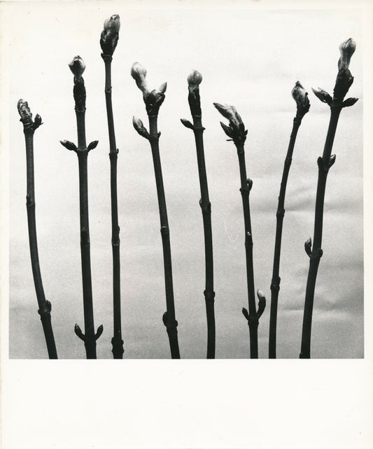 Bourgeons plante nature fleur photo photographie tirage argentique époque 1950