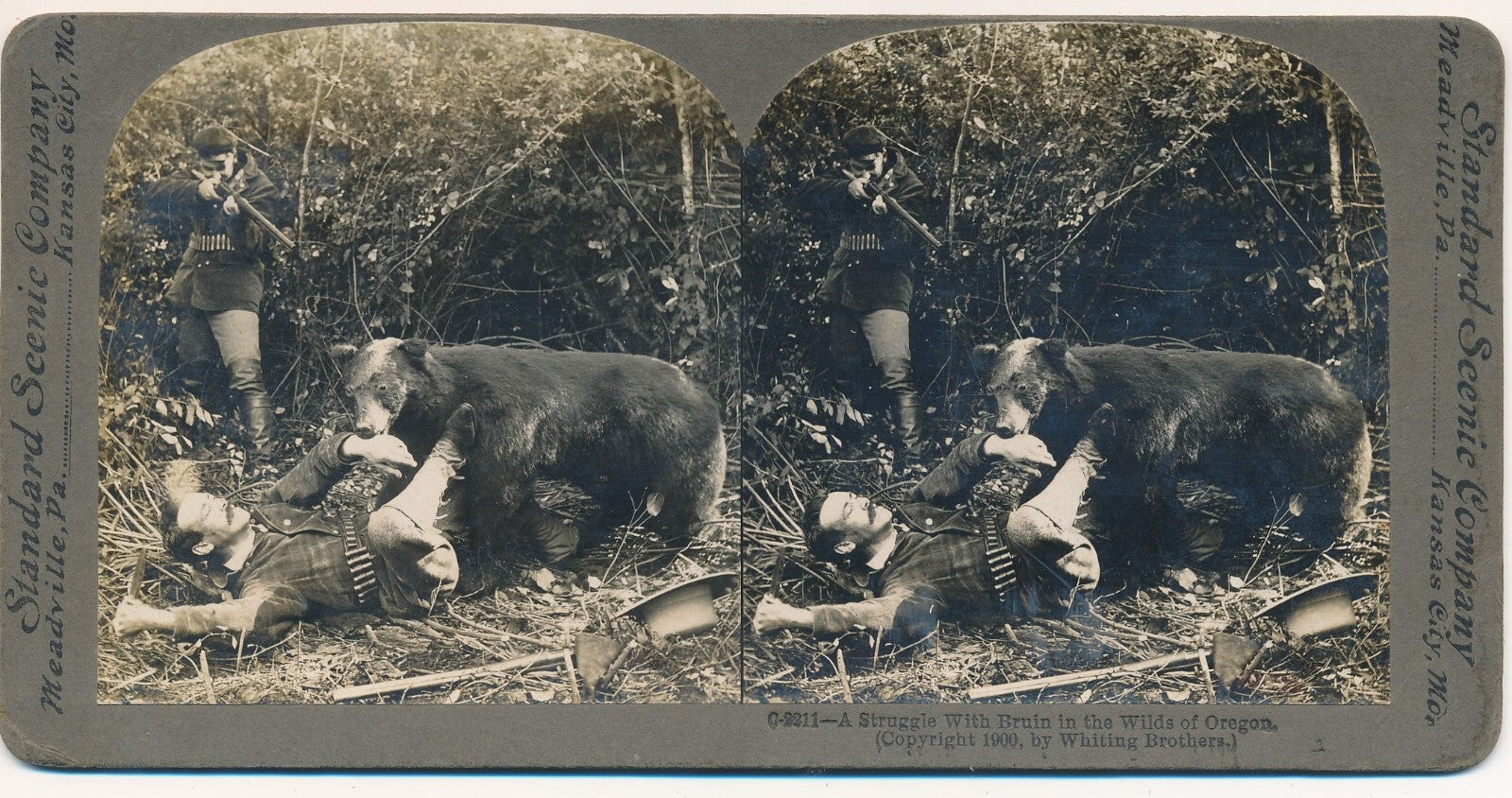 struggle with bruin Whiting Brothers photo photographie ours stéréo